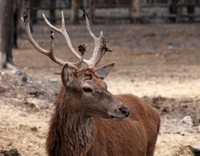 Red deer